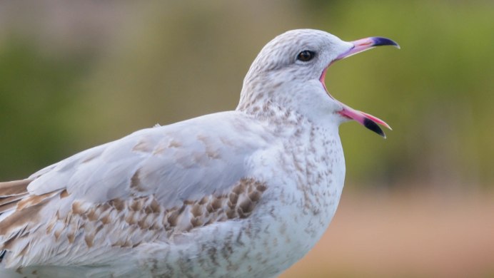 Chroicocephalus brunnicephalus