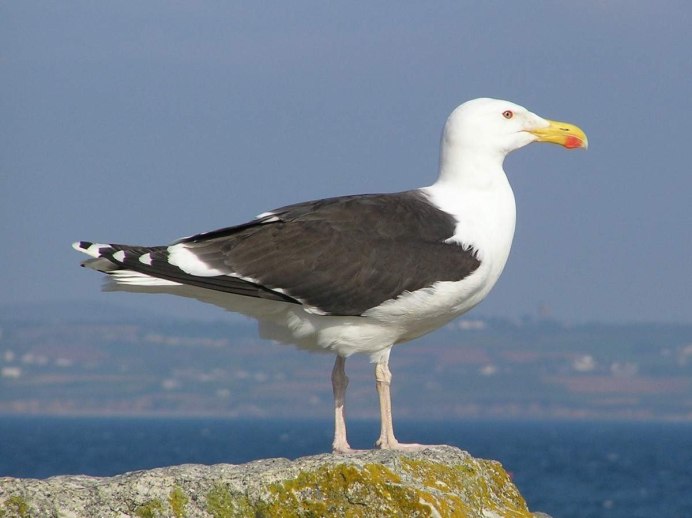 Black tailed Gull