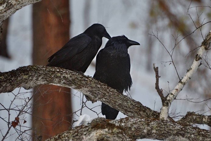 Чёрная воро́на (Corvus Corone)