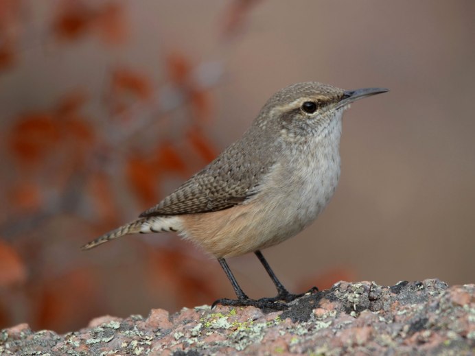 Американский бекасовидный веретенник