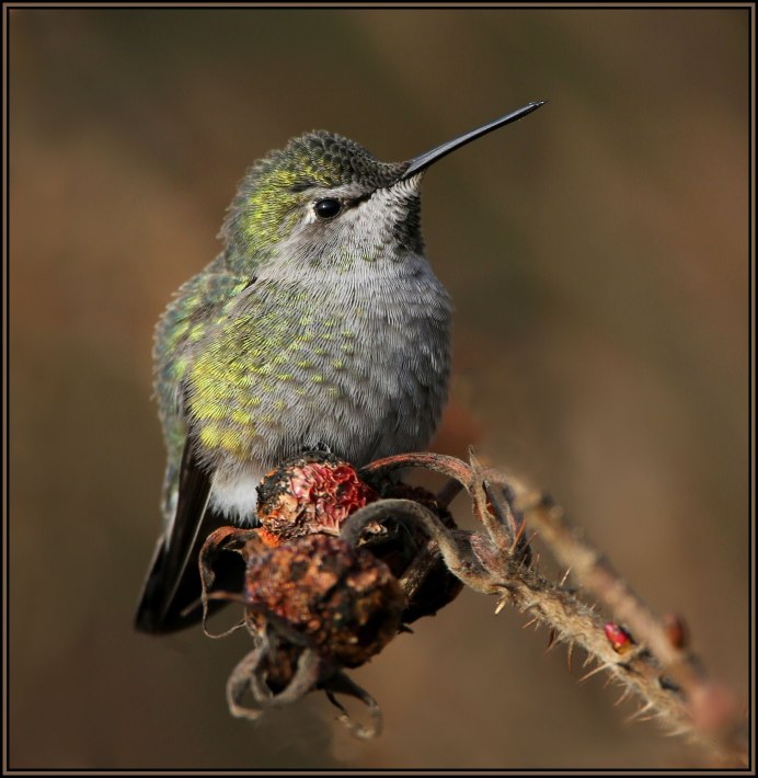 Бекас песочник