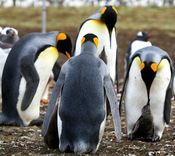 Пингвиновые 3