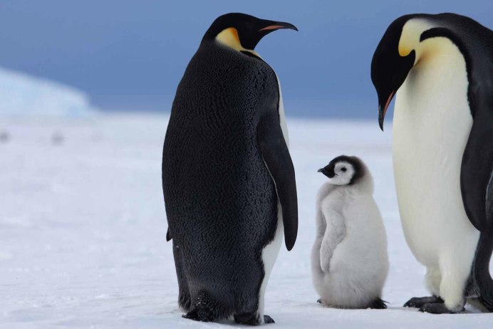 Животные севера Пингвин