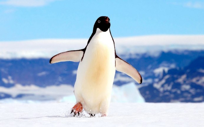 Пингвины на пляже