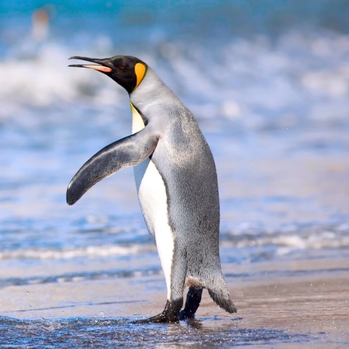 Королевский Пингвин Императорский Галапагосский