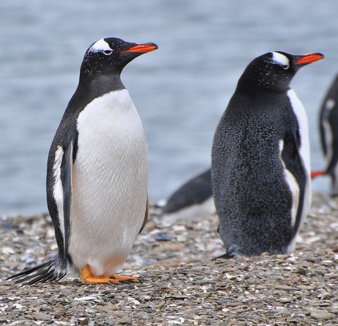 Пингвины Антарктики