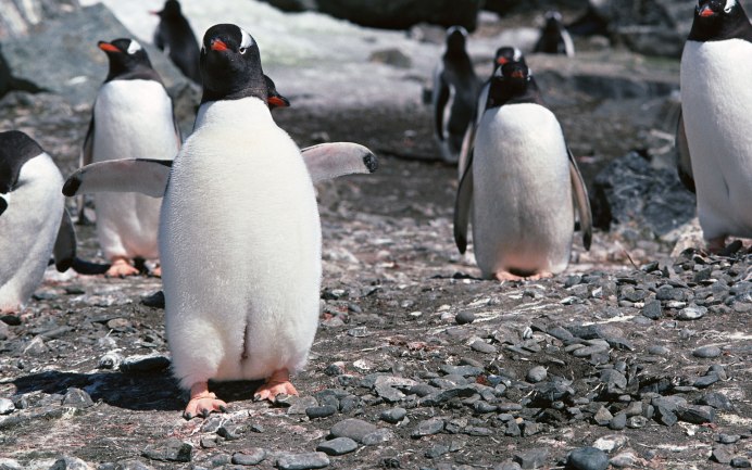 Птенец Императорского пингвина