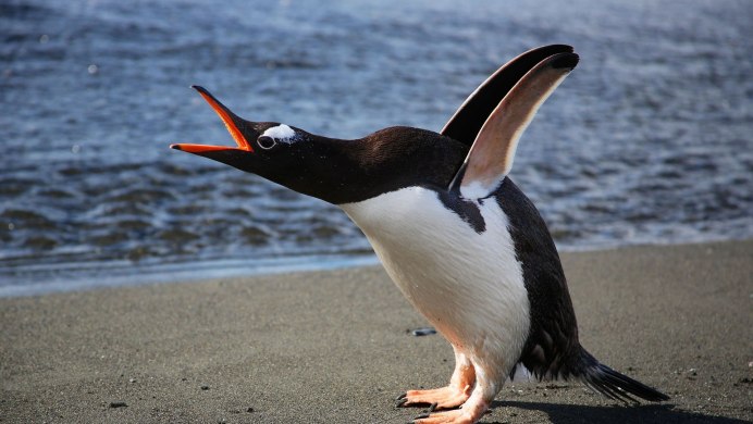 Удивительный Пингвин