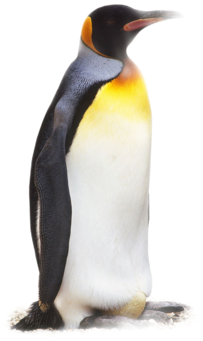 Aptenodytes patagonicus