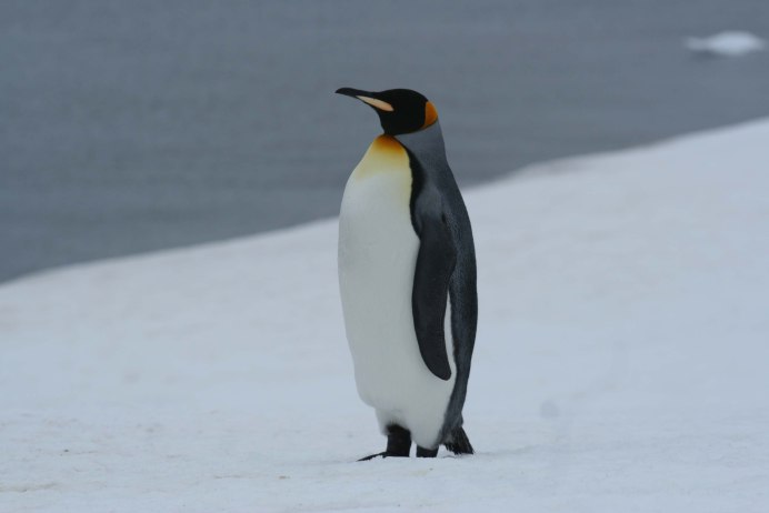 Арктический Пингвин лекарство
