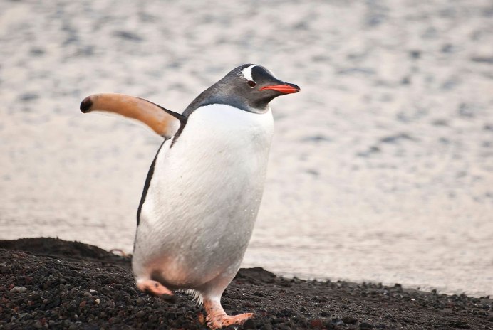 Пингвин обыкновенный