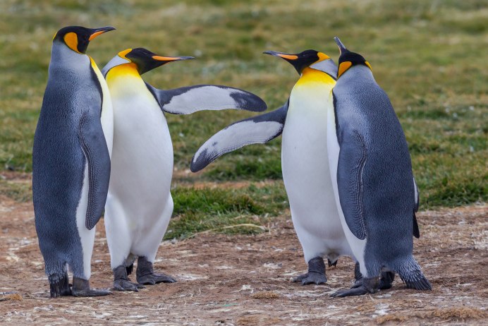 Пингвин сбоку