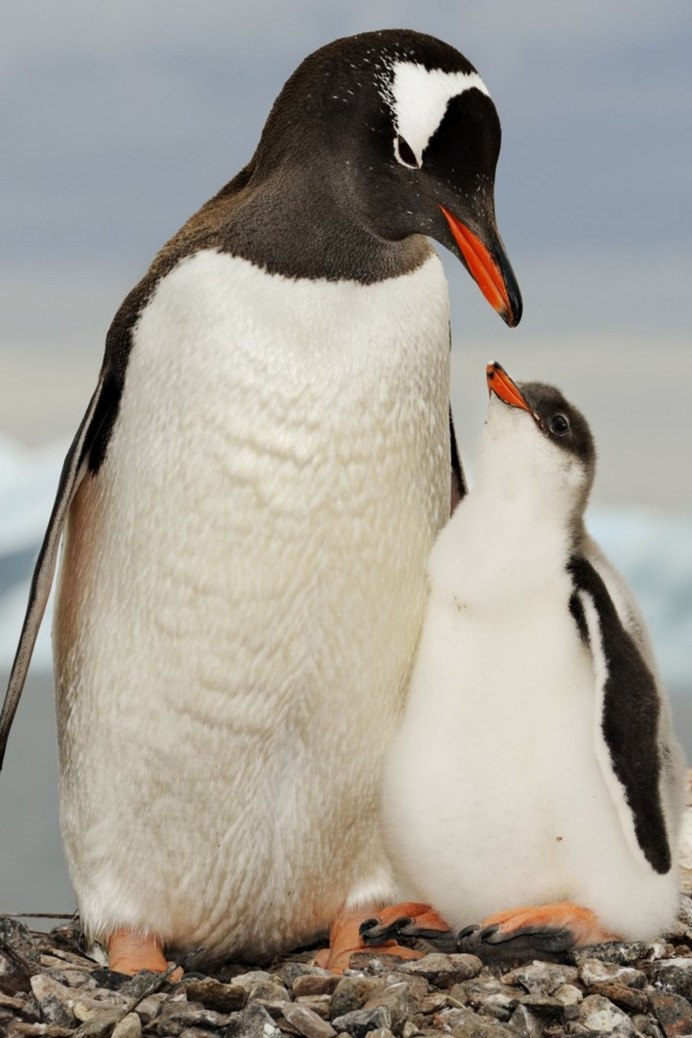 Пингвин сбоку