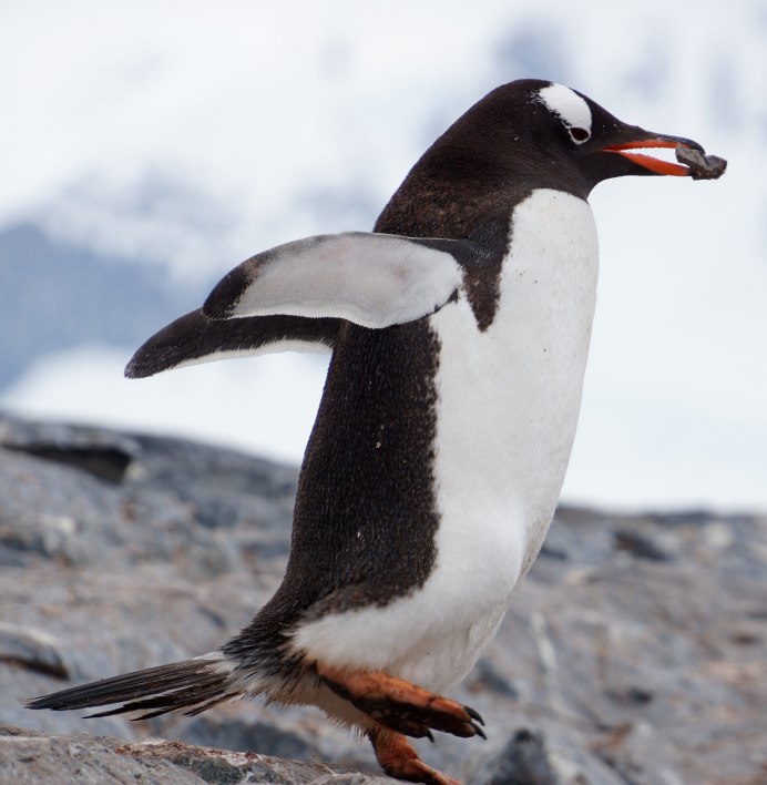 Королевский Пингвин (a. patachonica).