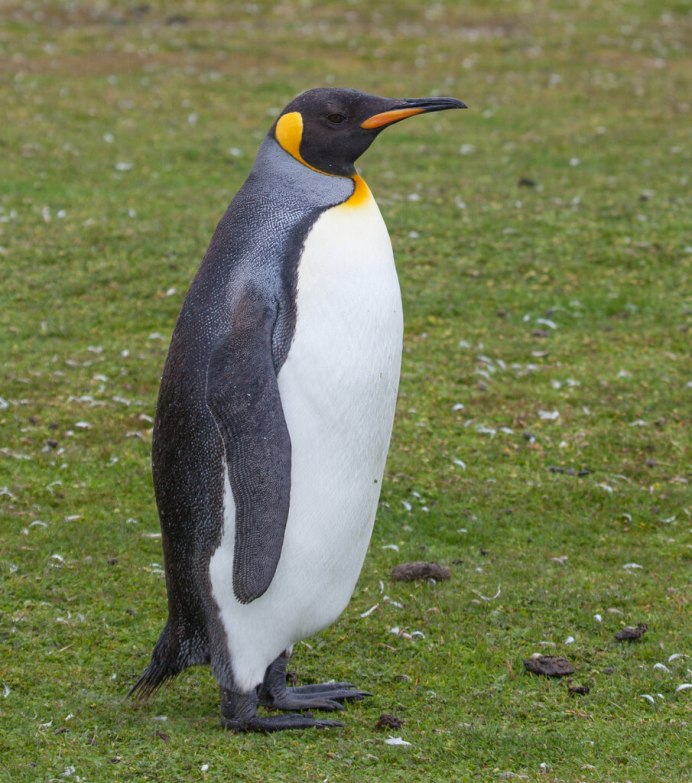 Пингвины папуанские гнездо