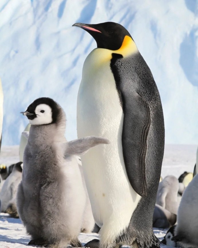 Летун Пингвин