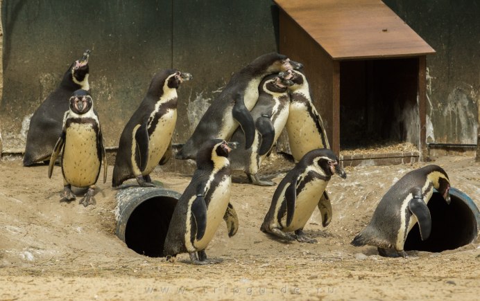 Нос пингвина