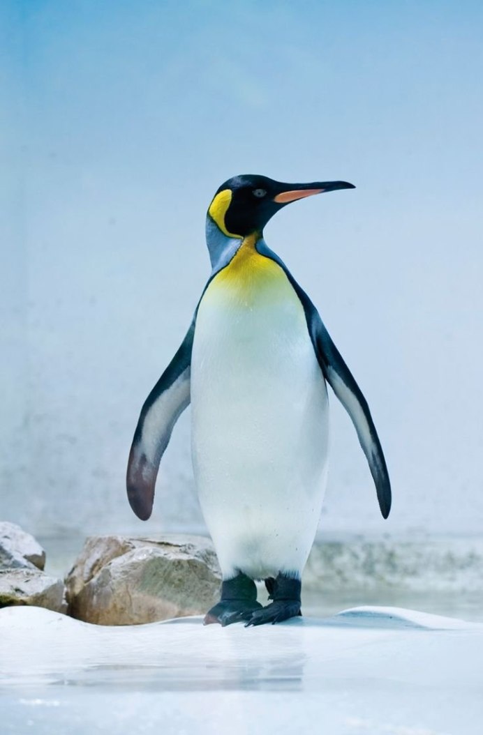 Птица пингвины представители