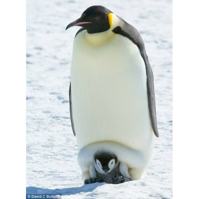 Животные севера Пингвин