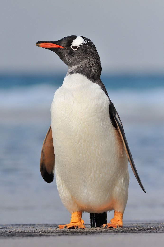 Популяция королевских пингвинов