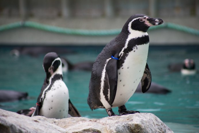 Королевский Пингвин