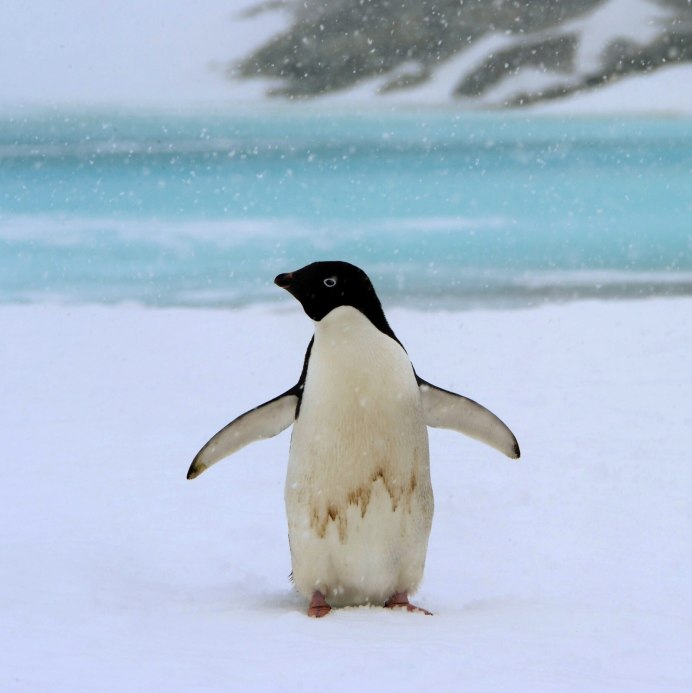 Надотряд пингвины