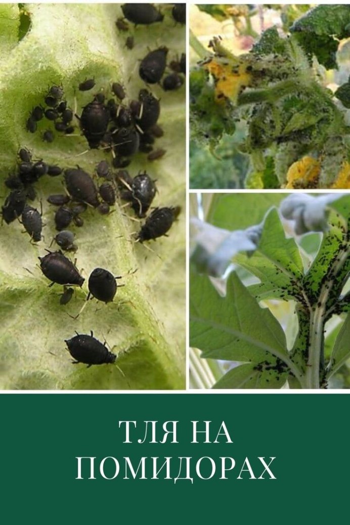 Тепличная белокрылка личинка