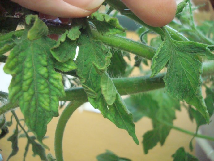 Metcalfa pruinosa цикадка белая