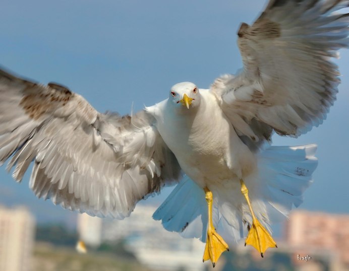 Картинка с птицей вольной