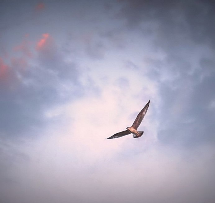 Свободная птица в полете