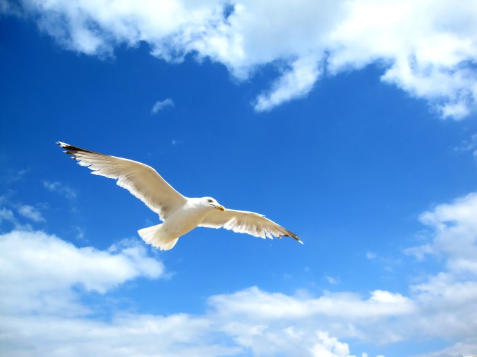 Ястреб в небе