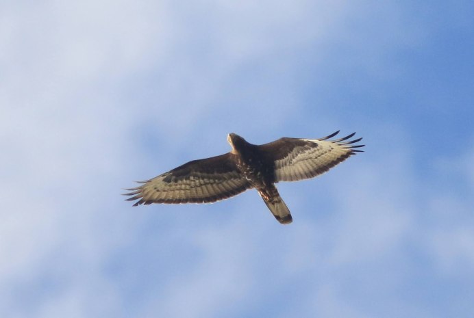 Крыло Альбатроса