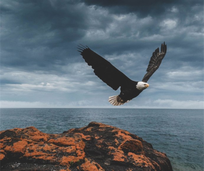 Птицы на закате