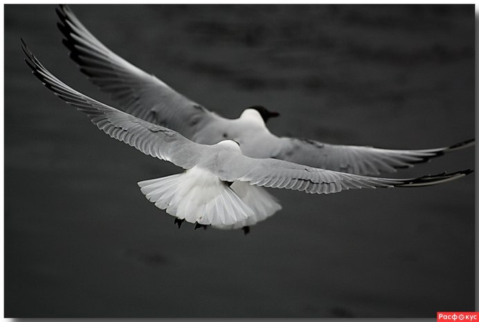 Птицы летают воздухе