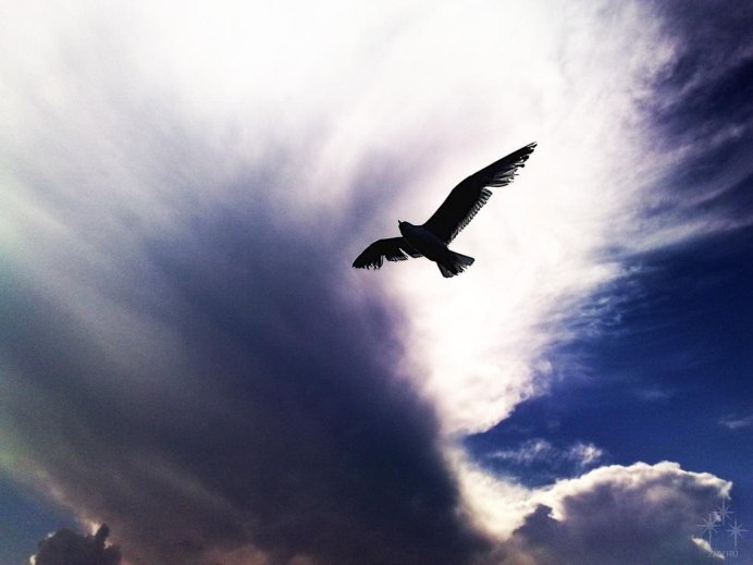 Птица свободы