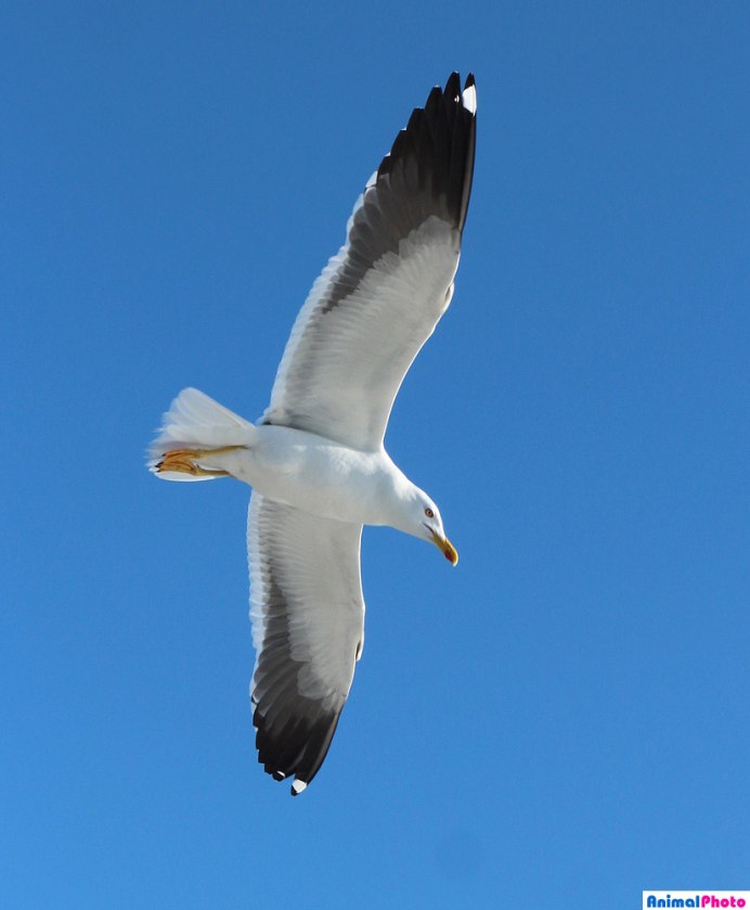 Птицы в воздухе