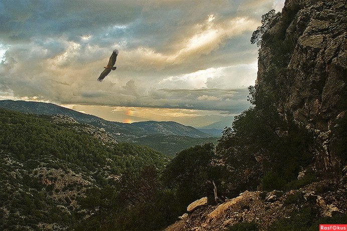 Полет птицы в небе
