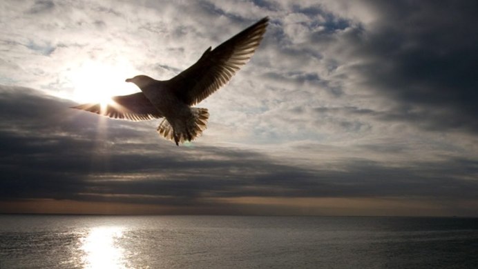 Птица свободы