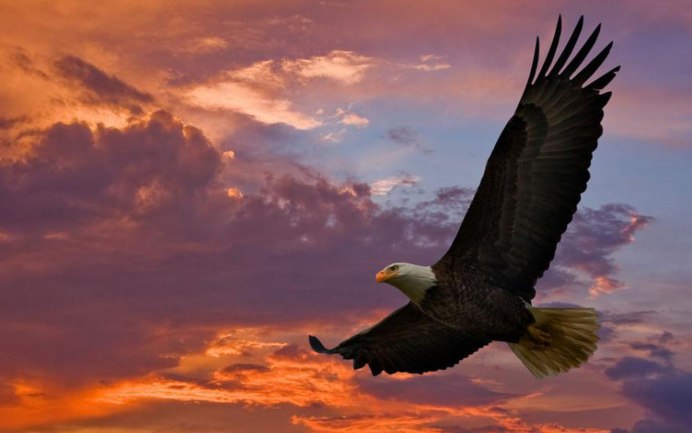 Парящая птица