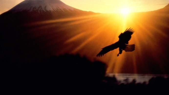 Птица в полете