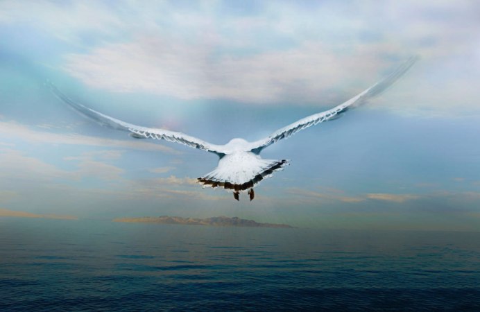 Девушка выпускает птицу