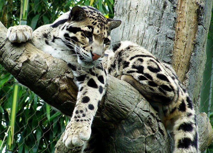 Оцелот кошка
