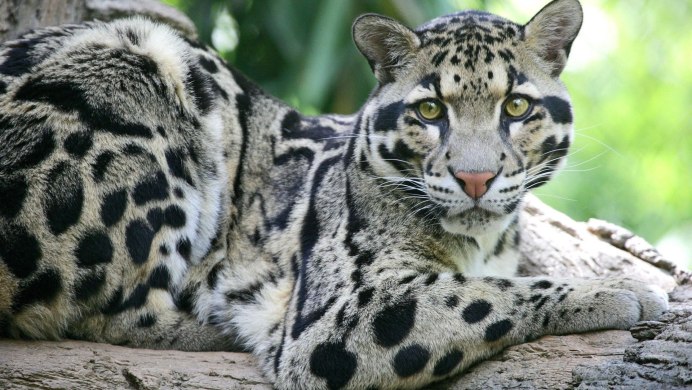 Бенгальская кошка Ягуар