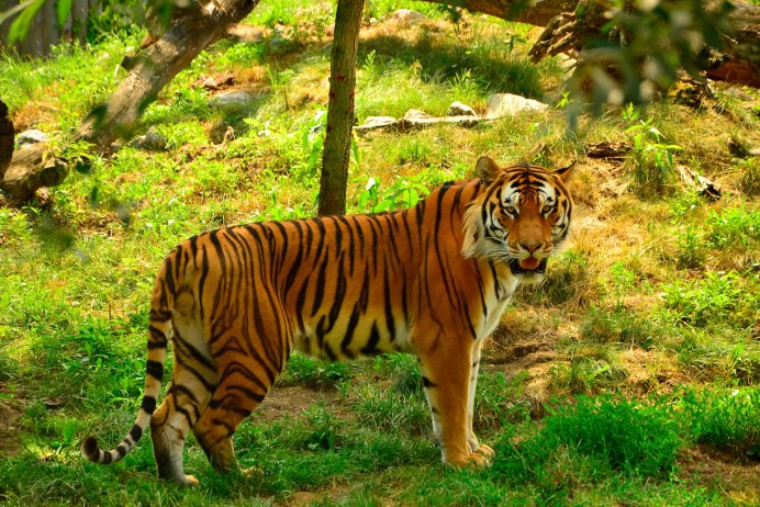 Леопард Panthera pardus