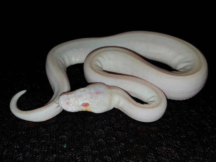 Amphisbaena caeca