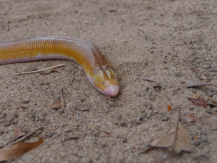 Amphisbaena caeca