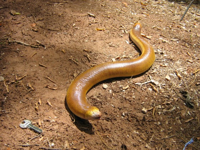 Питон Morelia viridis