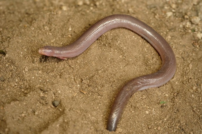 Amphisbaena caeca