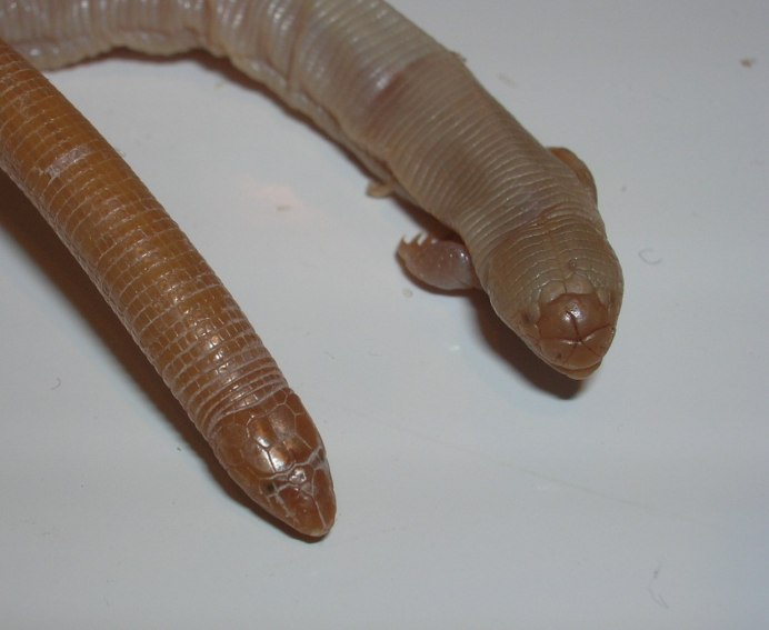 Amphisbaena caeca