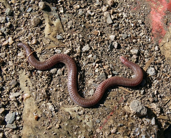 Anniella pulchra